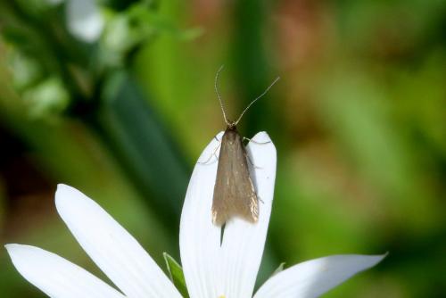 Metriotes lutarea